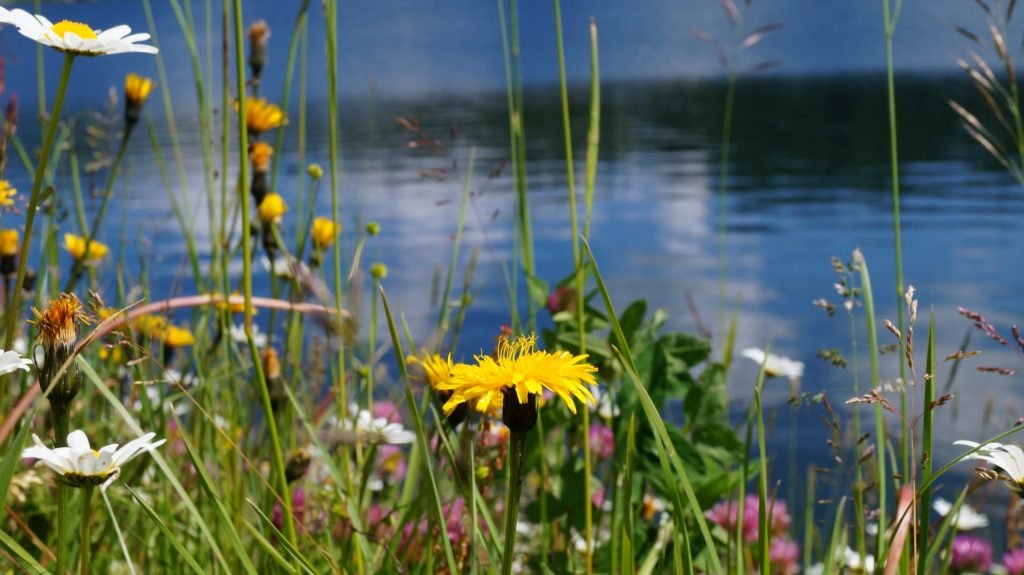 Blüten